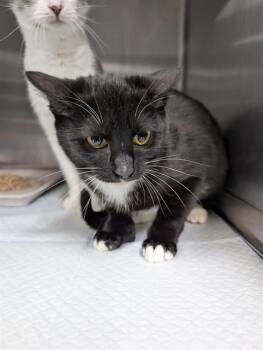 Domestic Short Hair Cats Available for Adoption - MITTENS | PetCurious