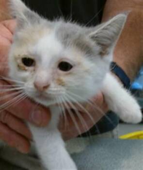 A475842 -  Domestic Short Hair Cat for Adoption in Oklahoma City, Oklahoma - A475842 | PetCurious