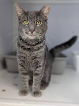 Sara (FIV+) -  Tabby Cat for Adoption in Alexandria, Virginia - Sara (FIV+) | PetCurious