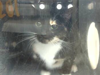 Rescue Domestic Short Hair Cats for Adoption in Dallas, Texas - AYANA | PetCurious