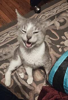 Silas -  Domestic Short Hair Cat for Adoption in New Albany, Ohio - Silas | PetCurious