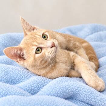 Pretzel -  Domestic Short Hair and Tabby Cat for Adoption in Long Beach, Washington - Pretzel | PetCurious