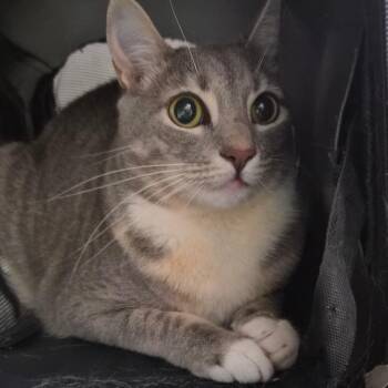Stormi -  Domestic Short Hair Cat for Adoption in Montgomery, Alabama - Stormi | PetCurious