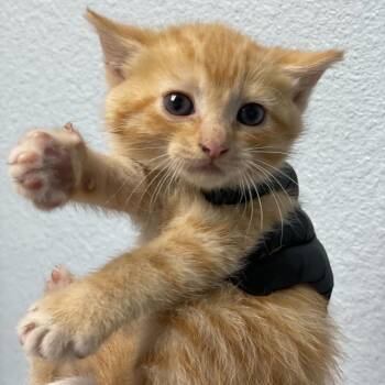 Hei-Hei -  Domestic Short Hair Cat for Adoption in Riverside, California - Hei-Hei | PetCurious