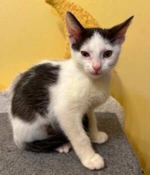 Orion -  Domestic Short Hair Cat for Adoption in Battle Creek, Michigan - Orion | PetCurious