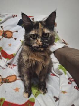 MARIPOSA -  Domestic Long Hair Cat for Adoption in Broomfield, Colorado - MARIPOSA | PetCurious