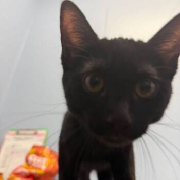 Valya -  Domestic Short Hair Cat for Adoption in Kingman, Arizona - Valya | PetCurious