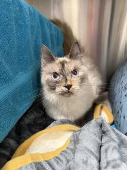 Lottie -  Domestic Medium Hair and Domestic Short Hair Cat for Adoption in Daphne, Alabama - Lottie | PetCurious
