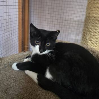 Rescue Domestic Short Hair Cats for Adoption in Madison, Wisconsin - Sugar | PetCurious