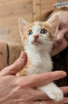 Rusty -  Domestic Short Hair Cat for Adoption in Arnold, Missouri - Rusty | PetCurious