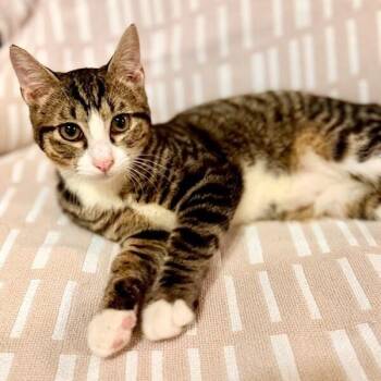 Navy Bean -  Tabby and Domestic Short Hair Cat for Adoption in Friendswood, Texas - Navy Bean | PetCurious