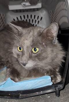 Rescue Domestic Long Hair and Russian Blue Cats for Adoption in Ocala, Florida - Rhombus | PetCurious
