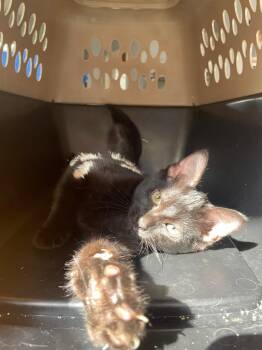 Domestic Short Hair Cats Available for Adoption - Blythe | PetCurious