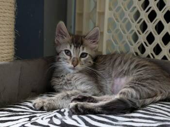 Marsh -  Domestic Long Hair Cat for Adoption in Gorham, Maine - Marsh | PetCurious