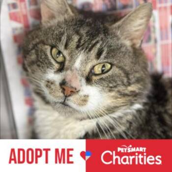 Domestic Short Hair Cats Available for Adoption in Falls Church, Virginia - Hugo | PetCurious