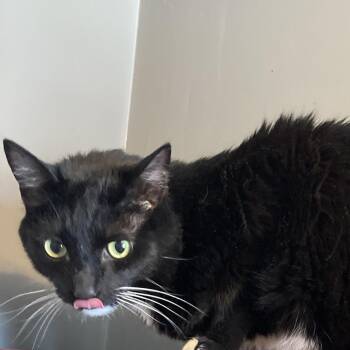 Oliver -  Domestic Medium Hair Cat for Adoption in Marion, Illinois - Oliver | PetCurious