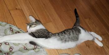 Domestic Short Hair Cats Available for Adoption - Pax | PetCurious