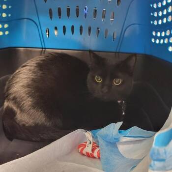 Sunny -  Domestic Short Hair Cat for Adoption in New York, New York - Sunny | PetCurious