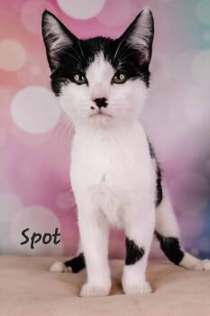 Spot -  Domestic Short Hair Cat for Adoption in Ashland, Kentucky - Spot | PetCurious