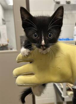 NOAH -  Domestic Short Hair Cat for Adoption in Derwood, Maryland - NOAH | PetCurious
