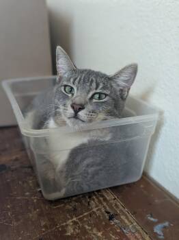 Rescue Domestic Short Hair Cats for Adoption in Villa Park, California - Gray | PetCurious