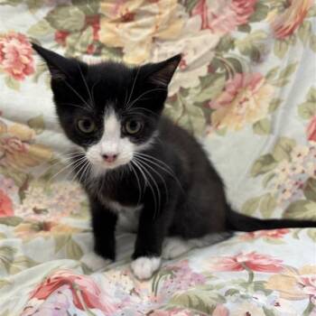 Seven -  Domestic Short Hair Cat for Adoption in Long Beach, California - Seven | PetCurious