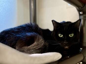 Rescue Domestic Short Hair Cats for Adoption in Portland, Oregon - Iceberg | PetCurious