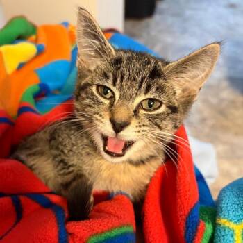 Drax -  Domestic Short Hair Cat for Adoption in Waldorf, Maryland - Drax | PetCurious