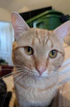 Rescue Tabby Cats for Adoption in Grand Junction, Colorado - Dewey | PetCurious