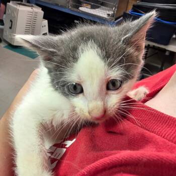 Pancake -  Domestic Medium Hair Cat for Adoption in Leander, Texas - Pancake | PetCurious