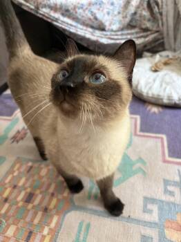 Ruthie Sister 2 -  Siamese Cat for Adoption in Austin, Texas - Ruthie Sister 2 | PetCurious