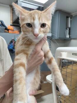 TUCK -  Domestic Short Hair Cat for Adoption in Conway, Arkansas - TUCK | PetCurious