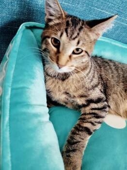 Rescue Domestic Short Hair Cats for Adoption in Lincolnwood, Illinois - Storm | PetCurious