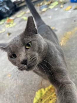 Rescue Domestic Short Hair Cats for Adoption in New York, New York - Sterling | PetCurious