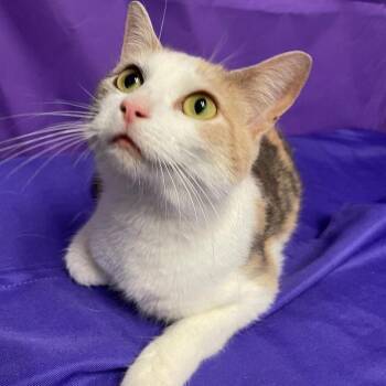 Domestic Short Hair Cats Available for Adoption in North Myrtle Beach, South Carolina - Janae | PetCurious