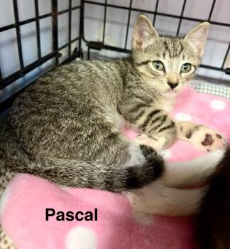 Pascal -  Domestic Short Hair Cat for Adoption in Saint Francisville, Louisiana - Pascal | PetCurious