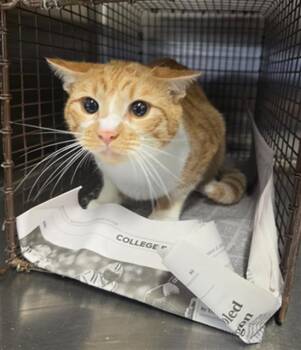 Domestic Short Hair Cats Available for Adoption in Houston, Texas - CINNAMON | PetCurious