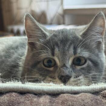 Barbara C70742 -  Domestic Short Hair Cat for Adoption in Minnetonka, Minnesota - Barbara C70742 | PetCurious
