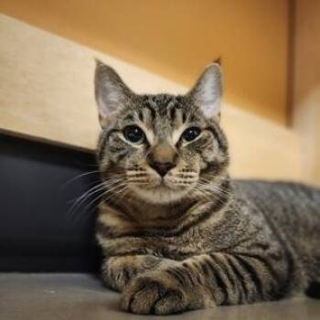 Sailor -  Domestic Short Hair Cat for Adoption in Bellingham, Washington - Sailor | PetCurious