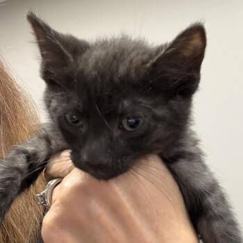 Domestic Short Hair Cats Available for Adoption in Midland, Texas - Charli | PetCurious