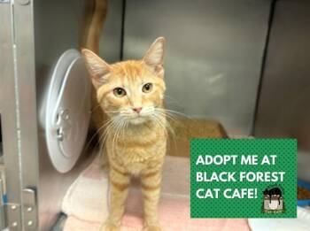 PUMPKIN -  Domestic Short Hair Cat for Adoption in Fort Wayne, Indiana - PUMPKIN | PetCurious