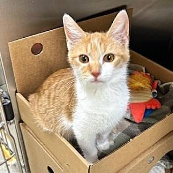 Rescue Domestic Short Hair Cats for Adoption - Cheddar | PetCurious