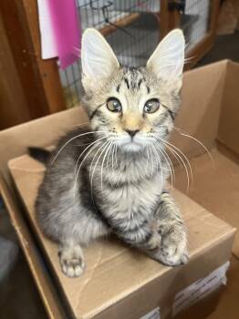 Loretta -  Domestic Short Hair Cat for Adoption in Hammond, Louisiana - Loretta | PetCurious