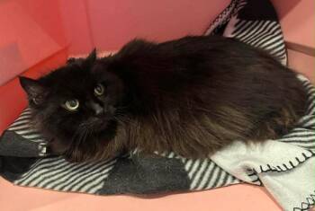 Domestic Long Hair Cats Available for Adoption - Rogue | PetCurious