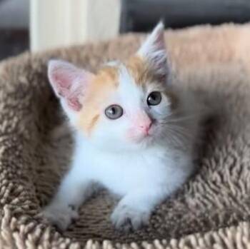 Tabby and Domestic Short Hair Cats Available for Adoption in Friendswood, Texas - Otis McGraw | PetCurious