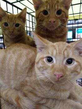 Gilbert, Graham, & George Rich. - ORANGE KITTENS -  Domestic Short Hair Cat for Adoption in Stowe, Pennsylvania - Gilbert, Graham, & George Rich. - ORANGE KITTENS | PetCurious