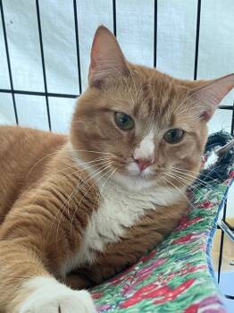 Shredder -  Domestic Short Hair Cat for Adoption in Lunenburg, Massachusetts - Shredder | PetCurious