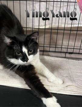 Rescue American Shorthair Cats for Adoption in Marble Falls, Texas - YingYang | PetCurious