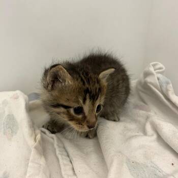 Honey -  Domestic Short Hair Cat for Adoption in Corpus Christi, Texas - Honey | PetCurious