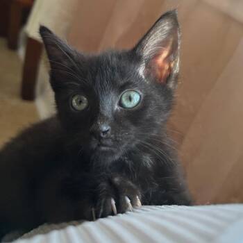 Katiba -  Domestic Short Hair Cat for Adoption in San Antonio, Texas - Katiba | PetCurious